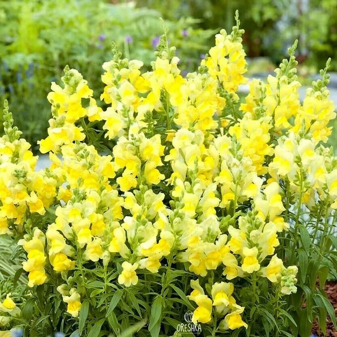 товар без бренда Семена львиный зев Соннет yellow 10шт