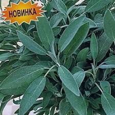 Евросемена Шалфей овощной Целитель (0,1 гр)