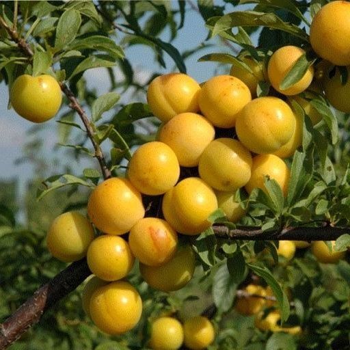 Золотой каштан Слива карликовая Мирабель 2 года