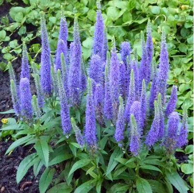 Policvet +Veronica spicata Younique Baby Blue ® PBR