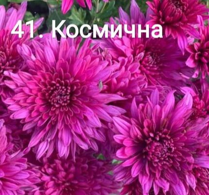 Рассада от Жени. 41 Космична