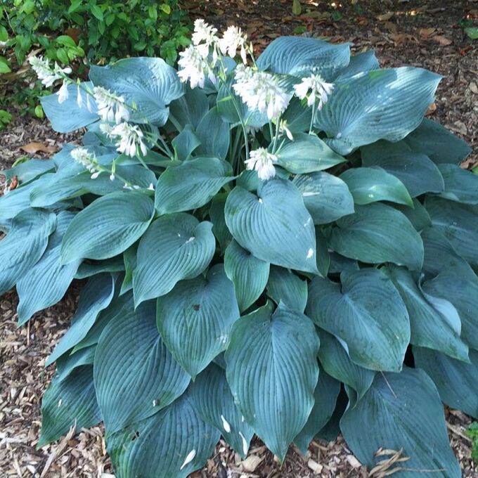 No name Blue Angel