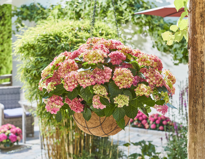 Европейские саженцы Гортензия крупнолистная (Hydrangea macrophylla Tabletensia Pink) P9  HIT!