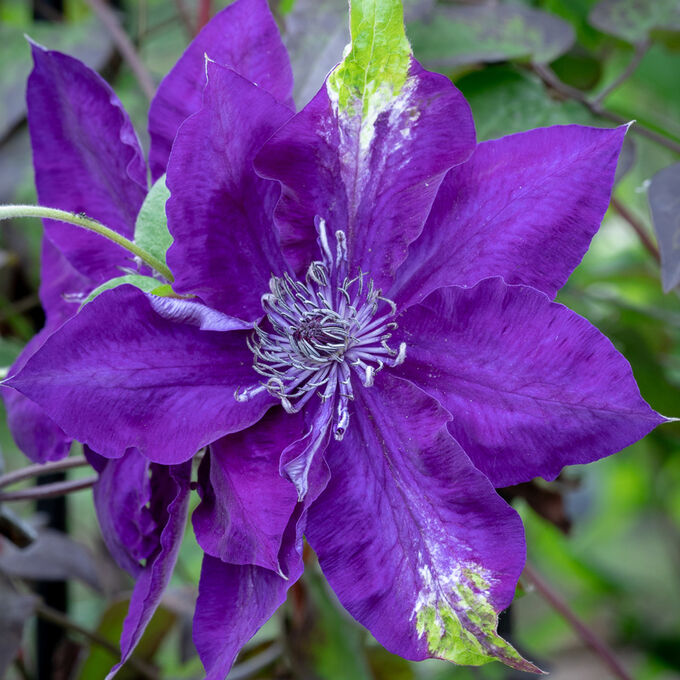 Европейские саженцы Клематис Amethyst Beauty