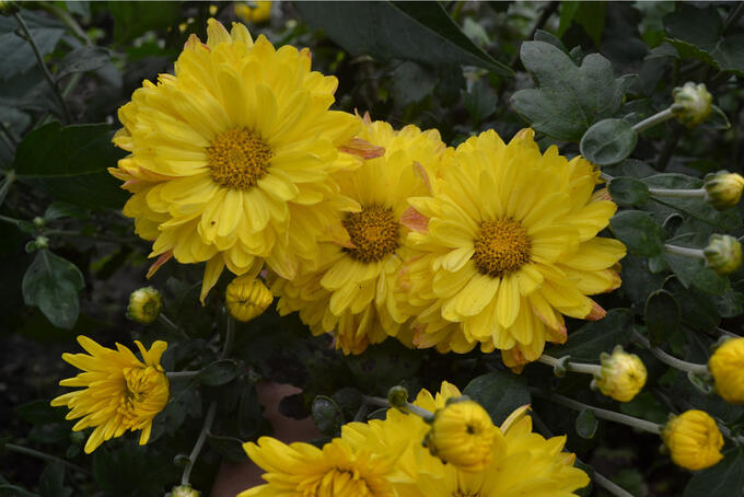 № 81 Желтый каскад высота 50 см, диаметр цветка 10 см. цветение с августа до заморозков