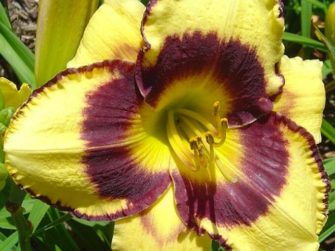 Hemerocallis Calico Jack