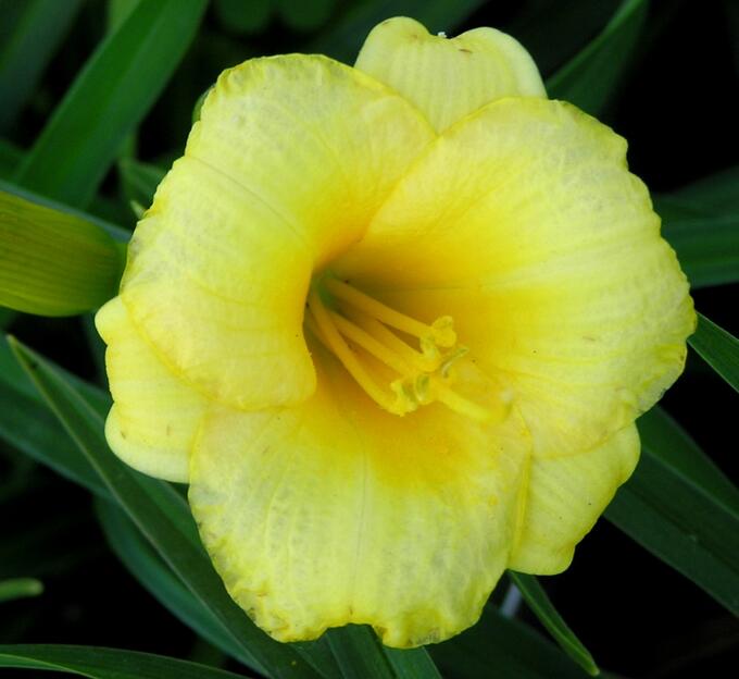 Hemerocallis Mini Stella