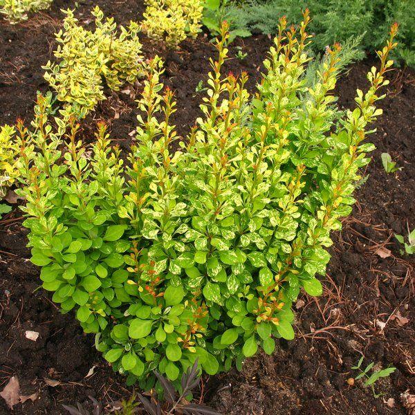 Berberis thunbergii Powwow