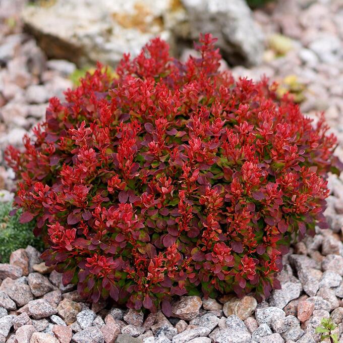 Berberis thunbergii Lutin Rouge