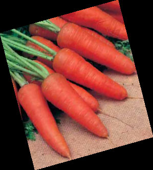 Морковь &quot;Курода шантенэ&quot;
