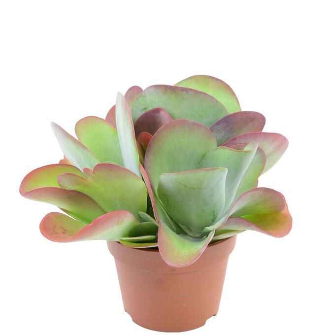 Kalanchoe Турсифлора