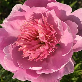 Пион (paeonia festivity). Пион sonoma halo. Пион осыпался. Пион осыпался. Пион sonoma kaleidoscope 1 шт.