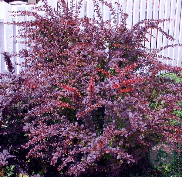 Барбарис Тунберга пурпурнолистный (около 100 семян)
