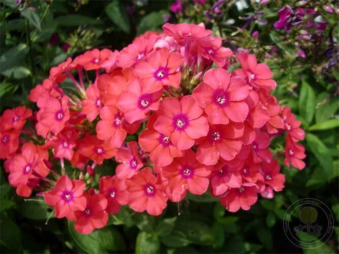 Policvet Флокс paniculata Orange Perfection