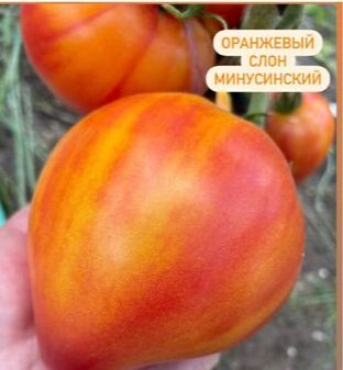Оазис Садовода ОРАНЖЕВЫЙ СЛОН МИНУСИНСКИЙ