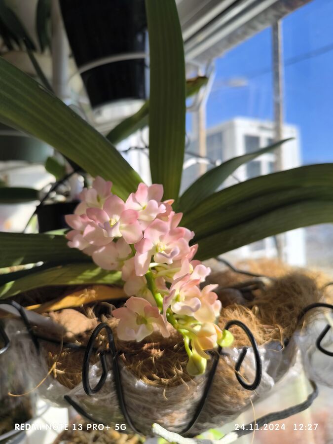 Продам орхидею Rhynchostylis gigantea