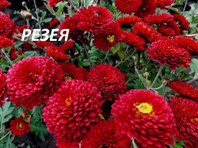 Золотой каштан Хризантема корейская Резея р8 №41