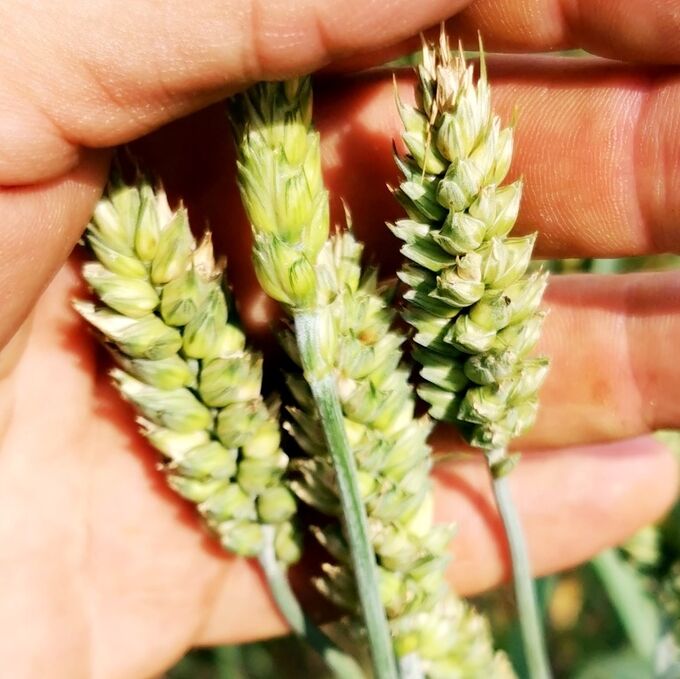 Помидом Карликовая Плотноколосая Пшеница - Triticum Compactum