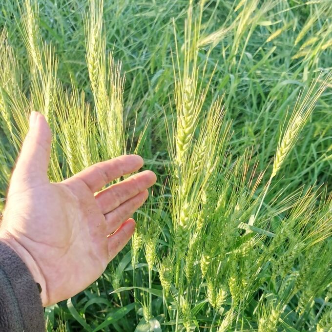 Помидом Пшеница Жуковского - Triticum Zhukovskyi