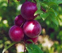 Розы Сибири / Сливово-вишневый гибрид | Сливово-Вишневый Гибрид (СВГ ...