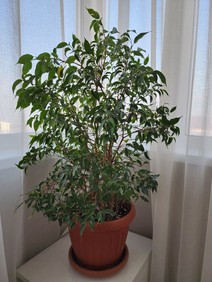 Продам фикус бенжамина
