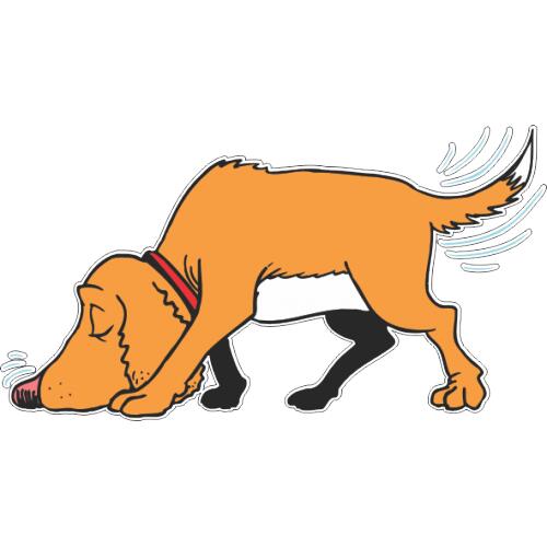 Щенок гончей святого губерта. Бладхаунд (гончая). Собака на белом фоне нюхает. Собака следопыт. Иордания собаки.