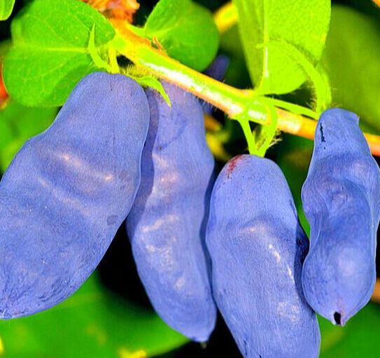 Оазис Садовода Голубой банан ( двухлетка) НЕЗЕМНОЙ ВКУС