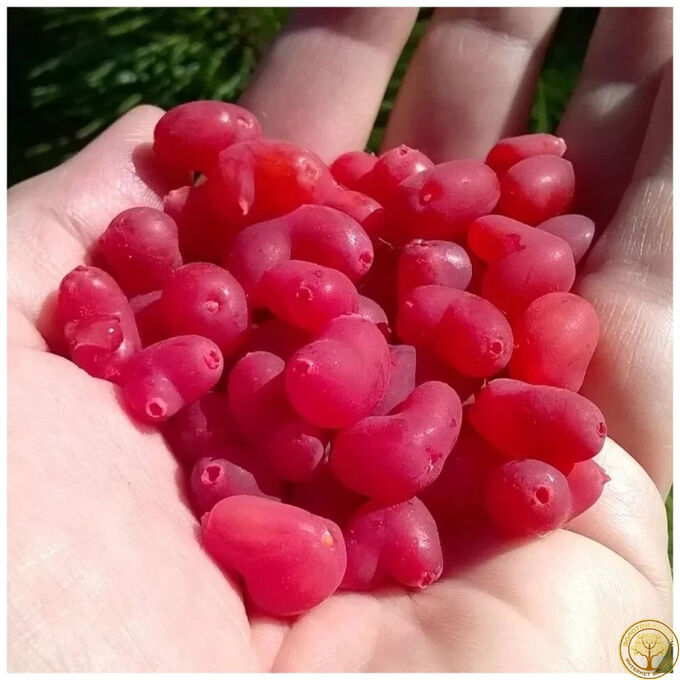 Рассада от Жени. Жимолость красная Синдишен( НУ ОЧЕНЬ ВКУСНЫЕ НАСТОЙКИ)