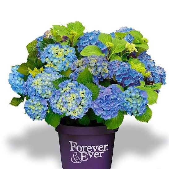 Европейские саженцы Гортензия крупнолистная (Hydrangea macrophylla Forever &amp; Ever blue) C2