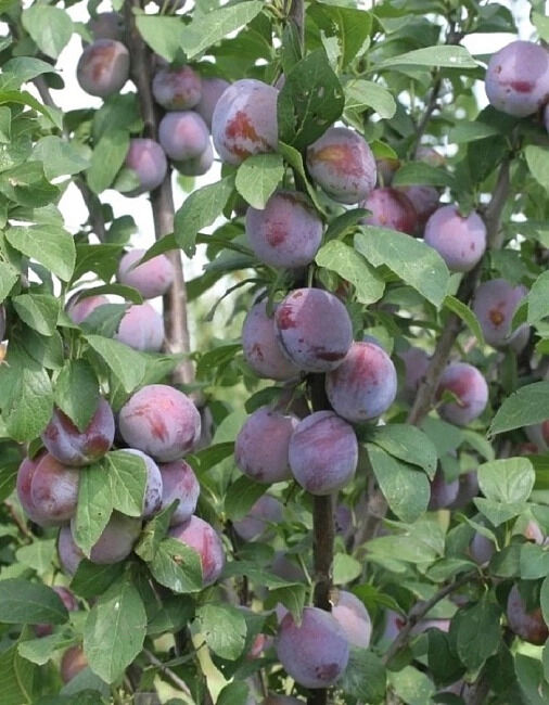 Baizheng Household Уссурийск Слива Ника