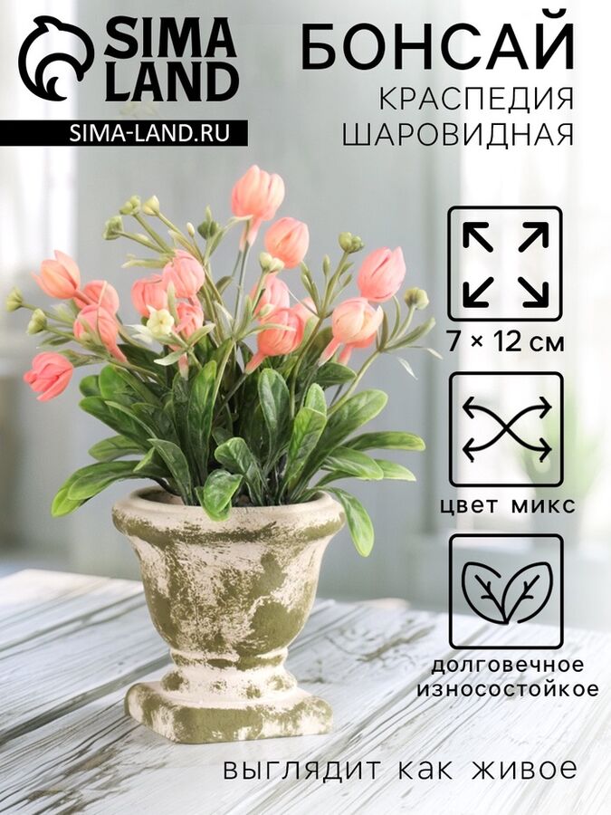 Семейные традиции Бонсай «Краспедия шаровидная», 8*19 см, МИКС
