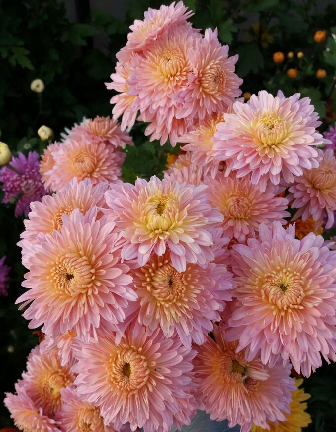 Хризантема корейская (Chrysanthemum koreanum