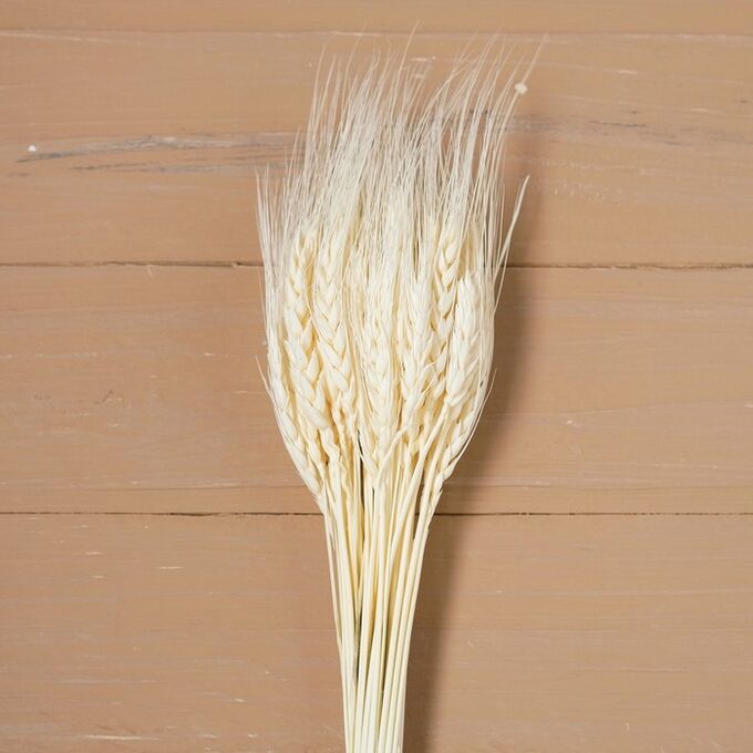 Сухой колос пшеницы, набор 50 шт., цвет белый