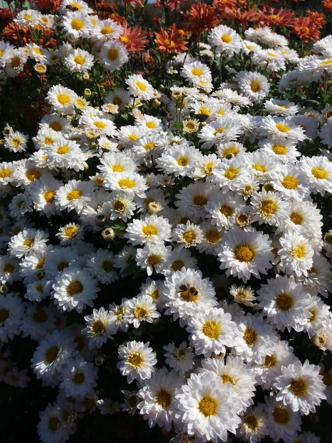 Хризантема корейская Белые Метели