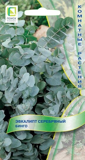 Поиск Эвкалипт Серебряный Бинго (Код: 92236)