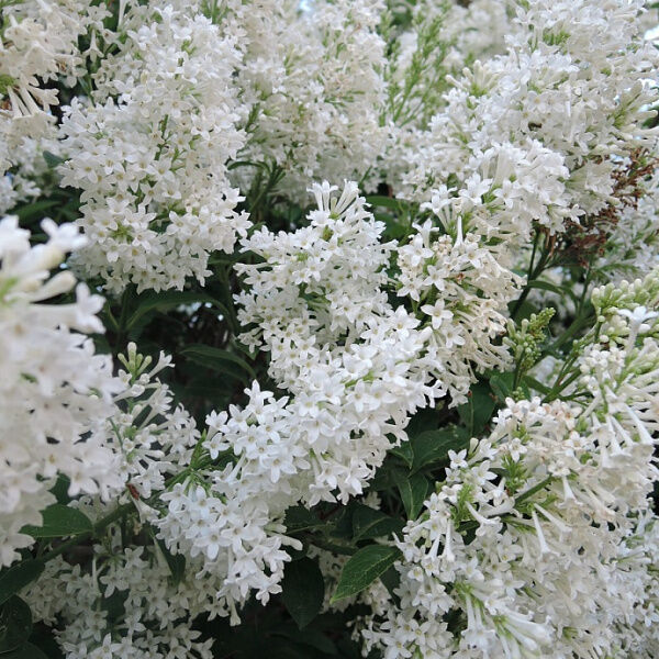 Noname Сирень Агнесс смит