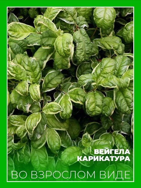 Садовый центр Вейгела Карикатура