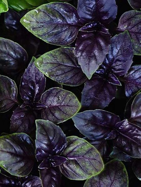 Базилик фиолетовый Пурпурный салют