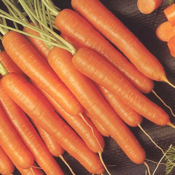 Поиск Морковь Медовая