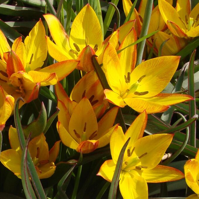 Blooming Life Тюльпан видовой Жара