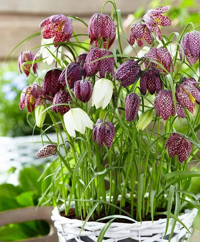 Петрофлора Fritillaria meleagris mixed
