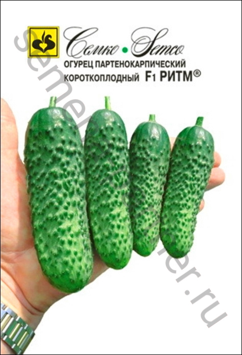 ТМ Семко Огурец партенокарпический Ритм F1 ®/ гибриды с длиной плодов 6-12 см