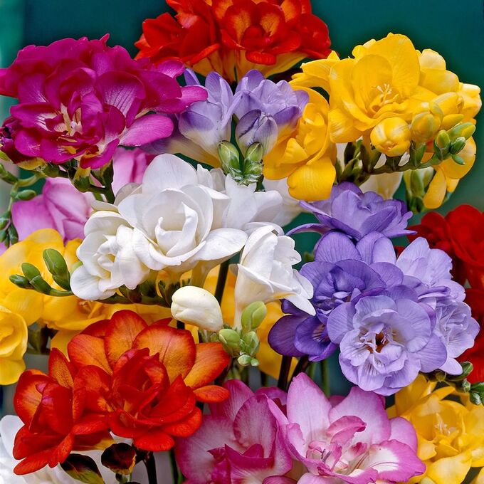 Freesia Double Mixed