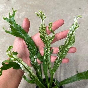 ОРХИДЕИ Asplenium Nidus Variegated