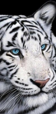 &quot;Белый тигр&quot;