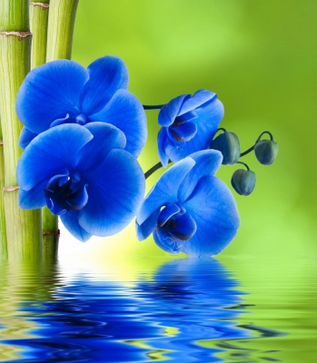 &quot;Синяя Орхидея&quot;