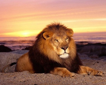 &quot;Царственный лев&quot;