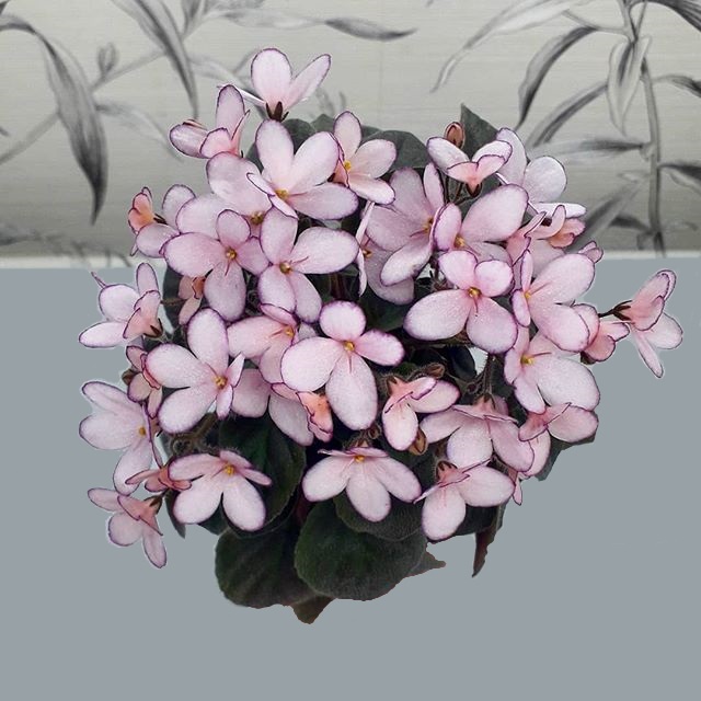 фиалка дюймовочка. сенполия дюймовочка. фиалка дюймовочка мини. сенполия дюймовочка. н-дюймовочка фиалка.