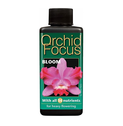 Orchid Focus Bloom