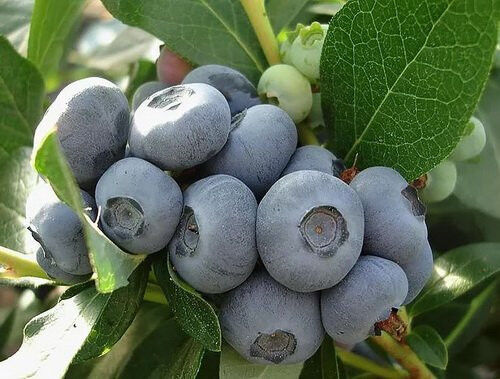 ELITEBERRY Мидер